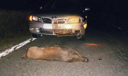 Ein Wildschwein verursacht einen weiteren Unfall auf Hauptzufahrtsstrasse nach Denia