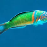 fadrí (Thalassoma pavo)