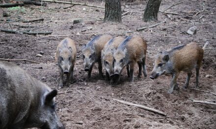 Erster globaler Plan um die Wildschweinbedrohung  im Montgó und im Marjal einzudämmen