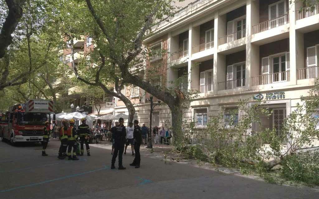 Ein Teil eines Baumes stürzt neben die Terrasse einer überfüllten Bar in Dénia