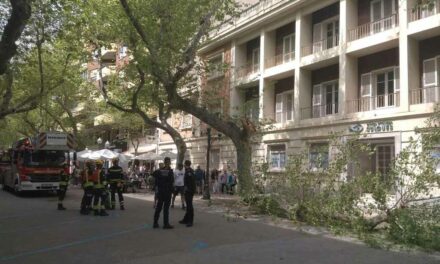 Ein Teil eines Baumes stürzt neben die Terrasse einer überfüllten Bar in Dénia