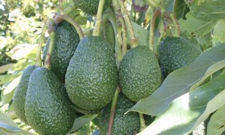 Die Guardia Civil nimmt fünf Personen wegen Diebstahl von 320 Kilo Avocados fest