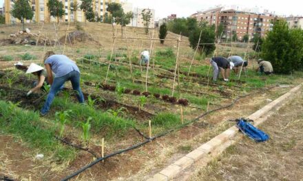 La Marina Alta pierde otras 1.500 hectáreas de cultivo en sólo 5 años