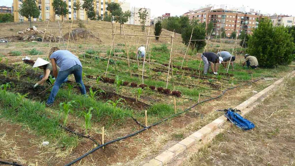 La Marina Alta pierde otras 1.500 hectáreas de cultivo en sólo 5 años