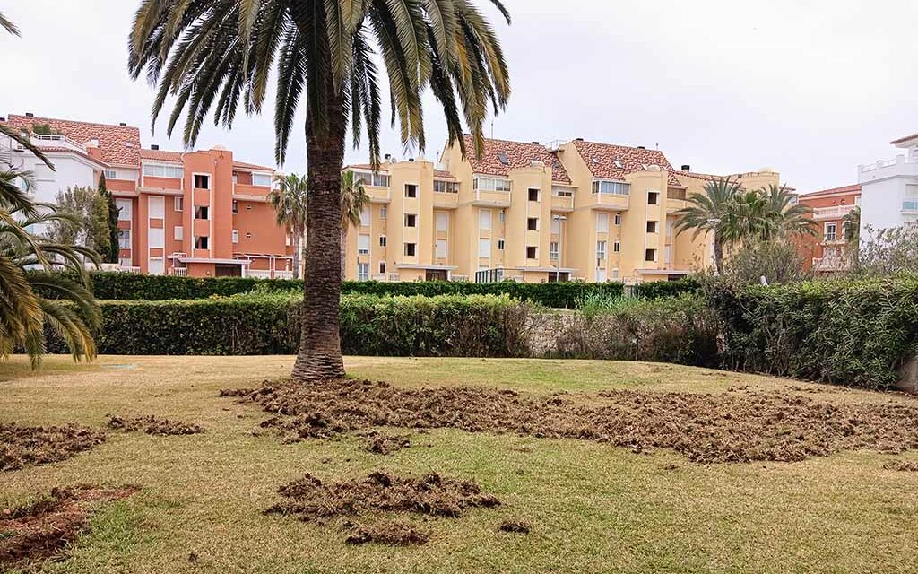 Ein Dutzend Wildschweine dringt in eine Wohnsiedlung in Denia ein
