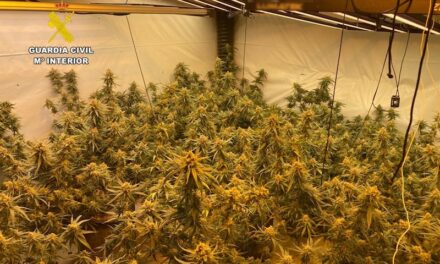 Versteckte Marihuana-Plantage in Pedreguer ausgehoben